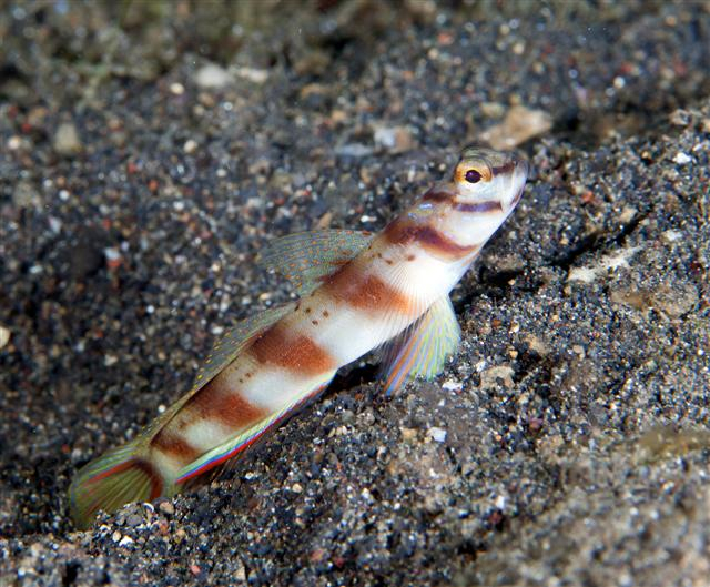  Amblyeleotris diagonalis (Diagonal Shrimp Goby)